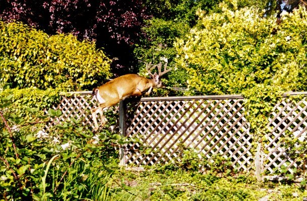 Deer Fencing in San Mateo, California